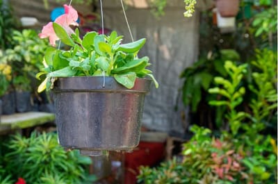 Balcony Gardening Ideas That Work Best for New Flats in Noida