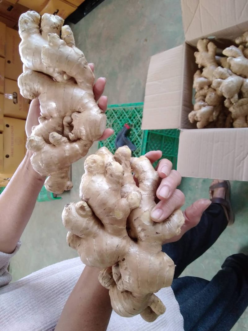 Fresh Mature Ginger