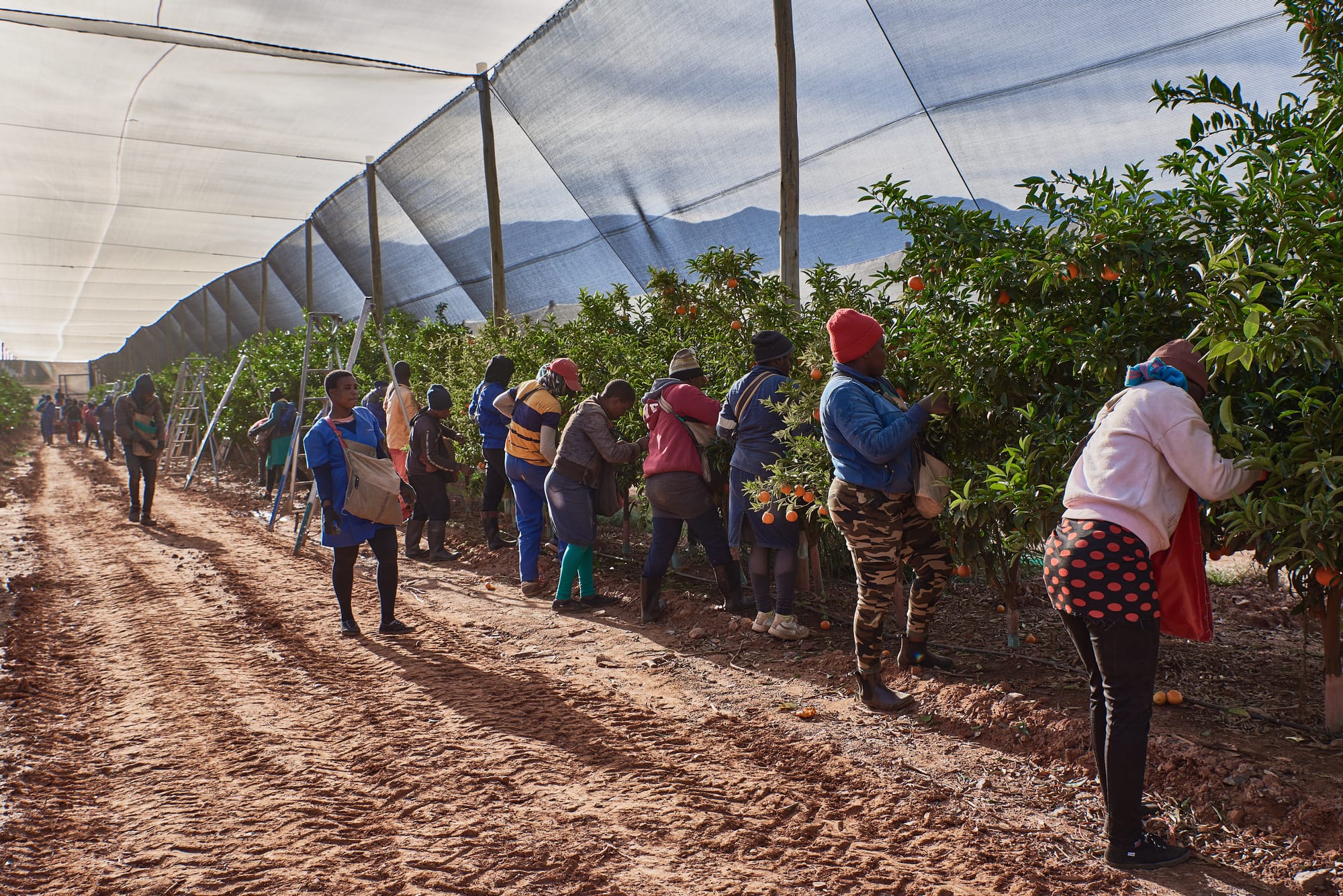 Citrus Season in the Boland, Western Cape, South Africa.