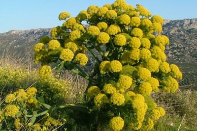Galbanum d’Iran