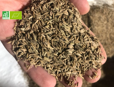 Cumin