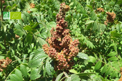 Sumac