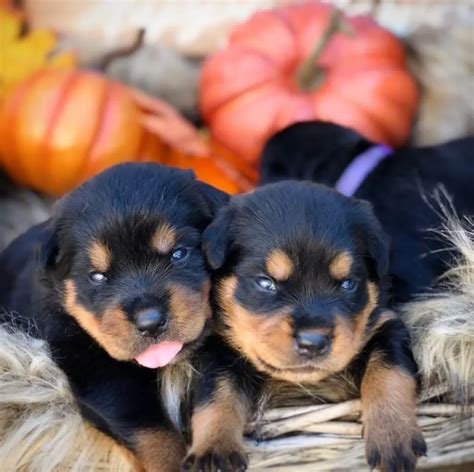 Pet Breeding