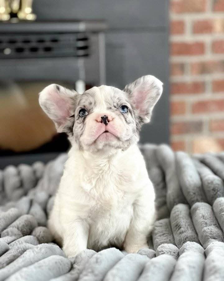 PINEBLUFF Male French Bulldog Puppy. Eleven Weeks Old Available!
