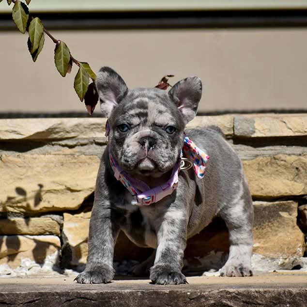 TAGLIATELLE. Female French Bulldog Puppy Adorable Tri-Carrier Eleven Weeks Old Available And Ready To Leave Now!