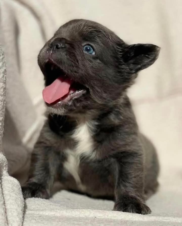 FLASH-.STEAK Tan & Chocolate Tri-Carrier French Bulldog Puppy Merle Female