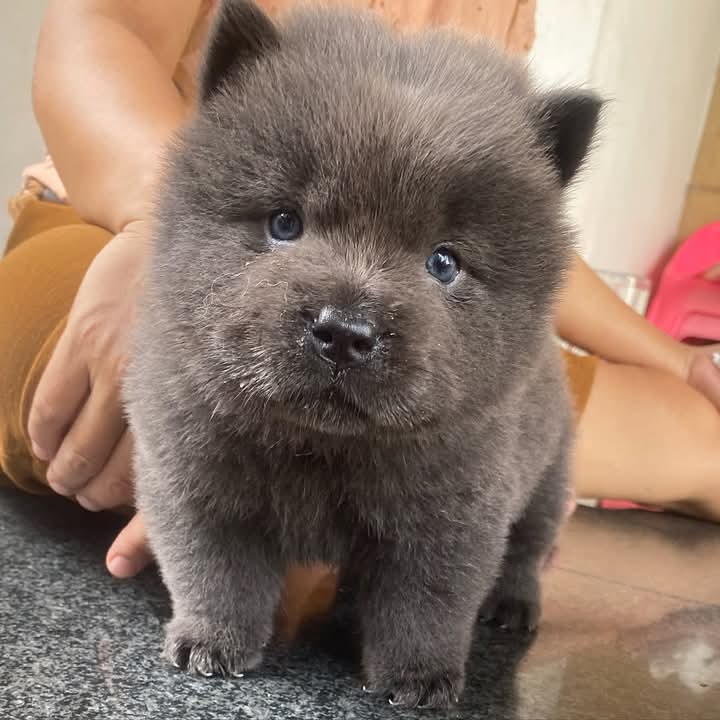 FLASH STEAK Male Chow Chow. Available Now!