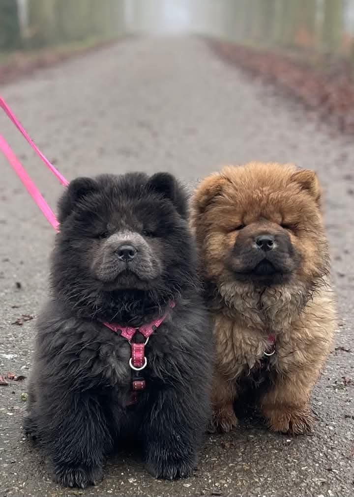 TAGLIATELLE. Female Chow Chow