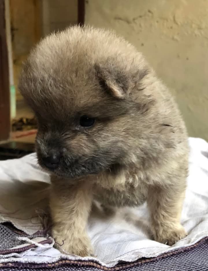 CREAMY. Female Chow Chow