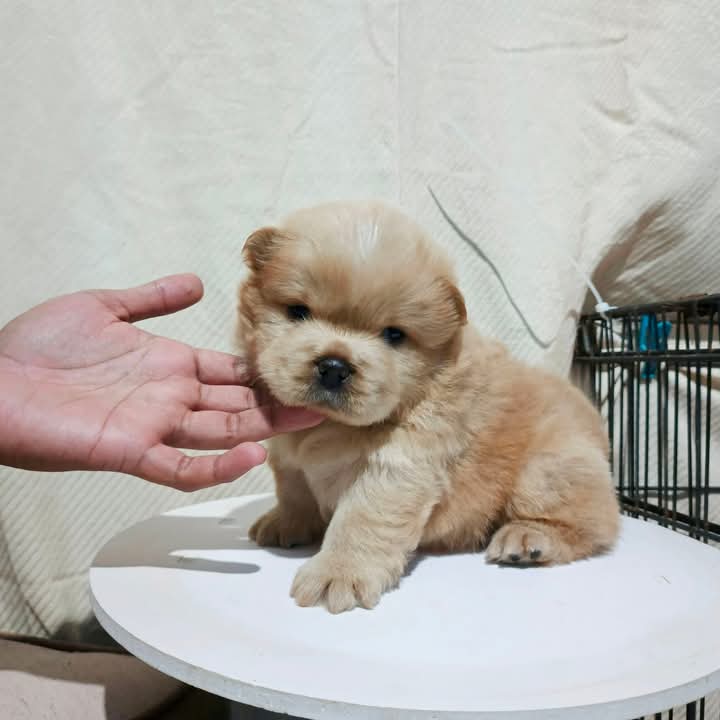 FROZEN YOGHURT. Female Chow Chow. Eleven Weeks Old