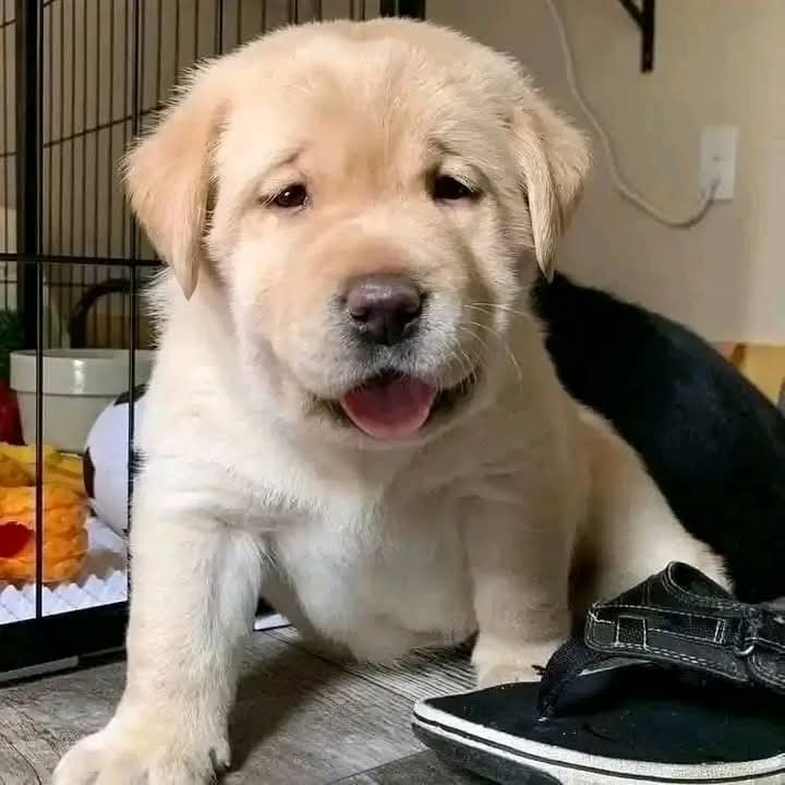 Fortune. Full Breeding Female Labrador Retriever.