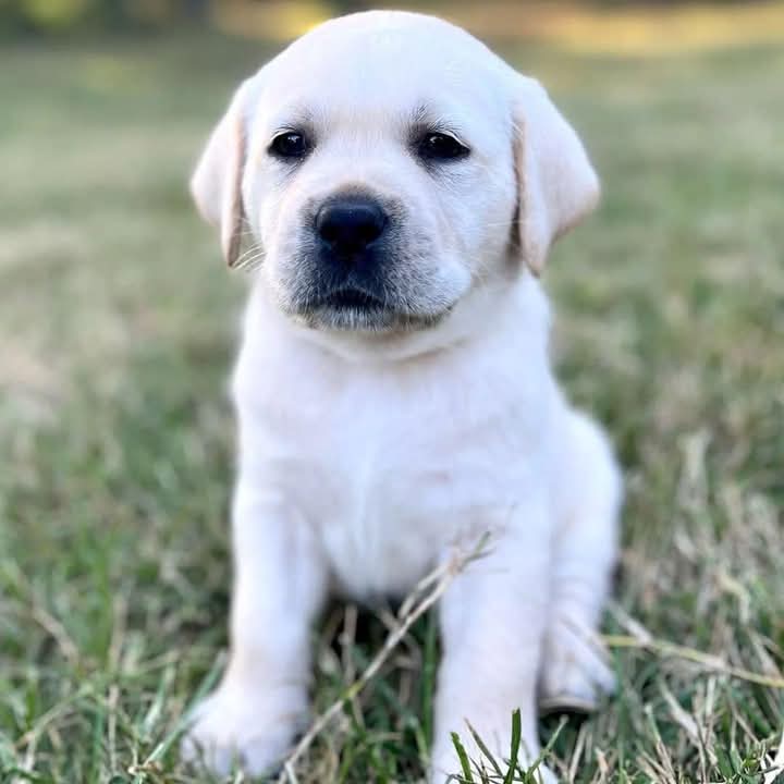 Rexzy. Male Labrador Retriever