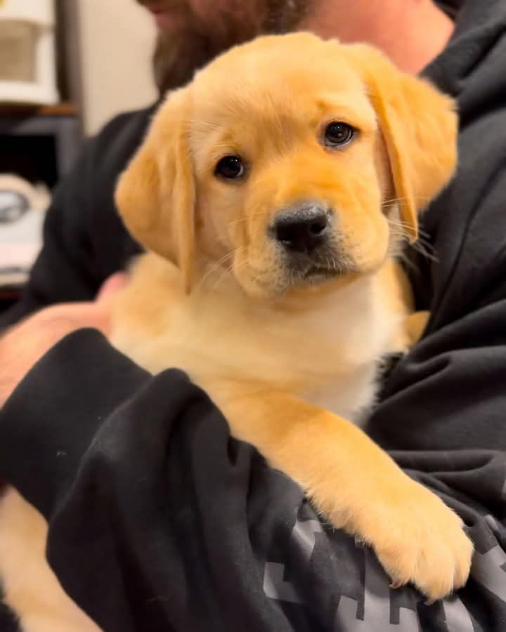 Luna. Labrador Retriever Puppy Female. Available!