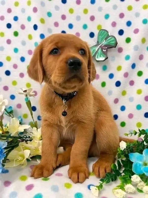 Rango. Eleven Weeks Old Male.