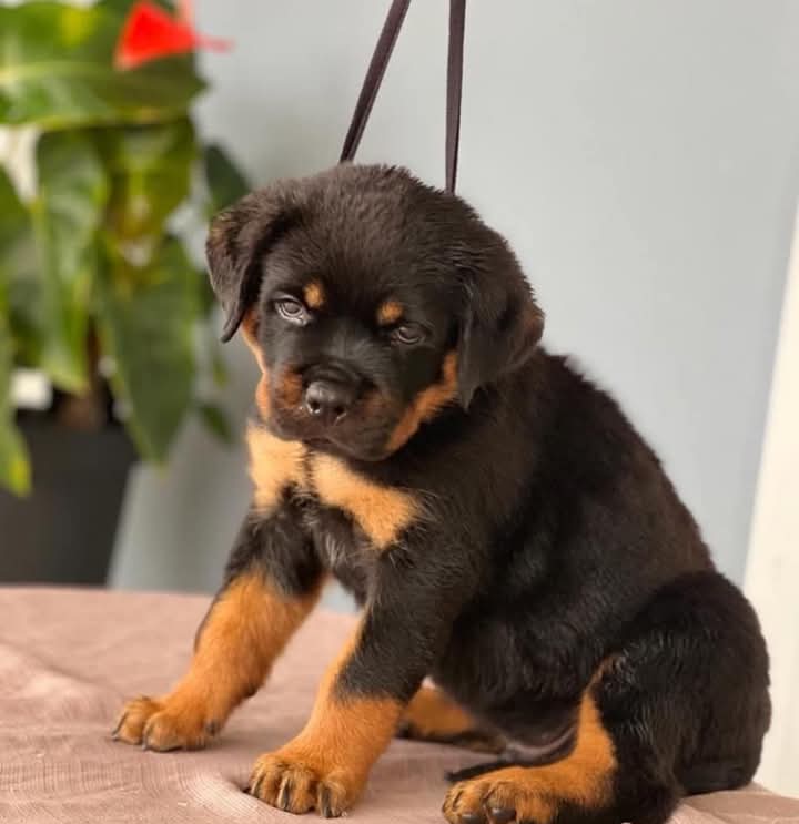 Grillz. Meet Our Eleven Weeks Old Ready Male Purebred Rottie