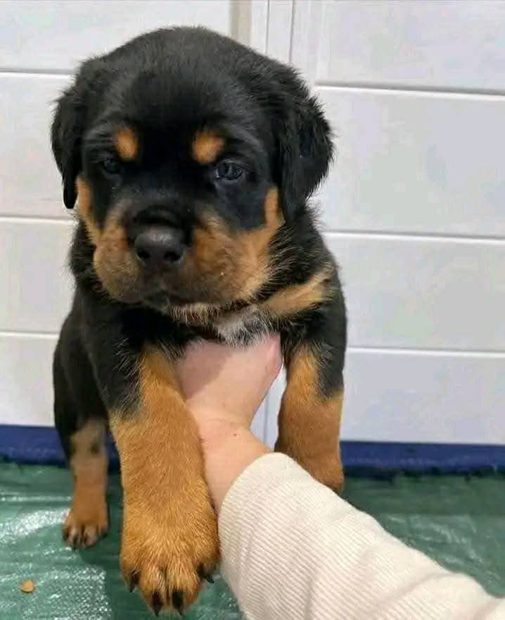 Gizmo. Eleven Weeks Old Available Ready Male