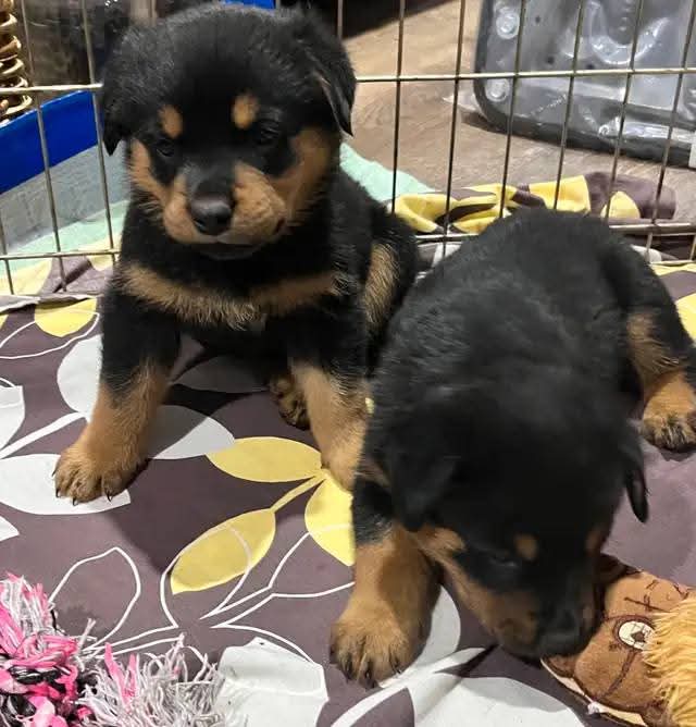 Lynn. Available And Ready Today. Female Rottweiler Puppy