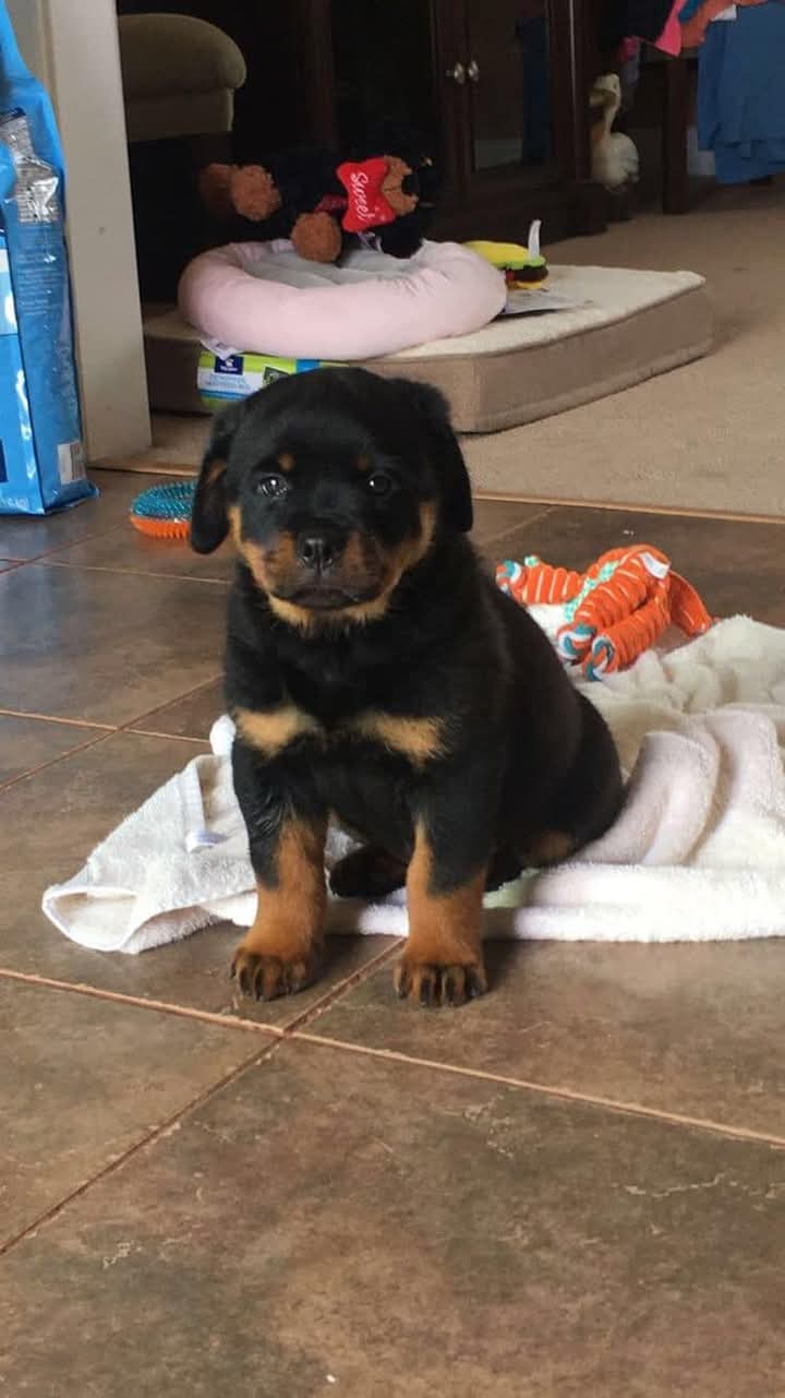 Lumpy. Female Rottweiler Puppy.