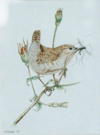 WREN AND ROSEBUDS