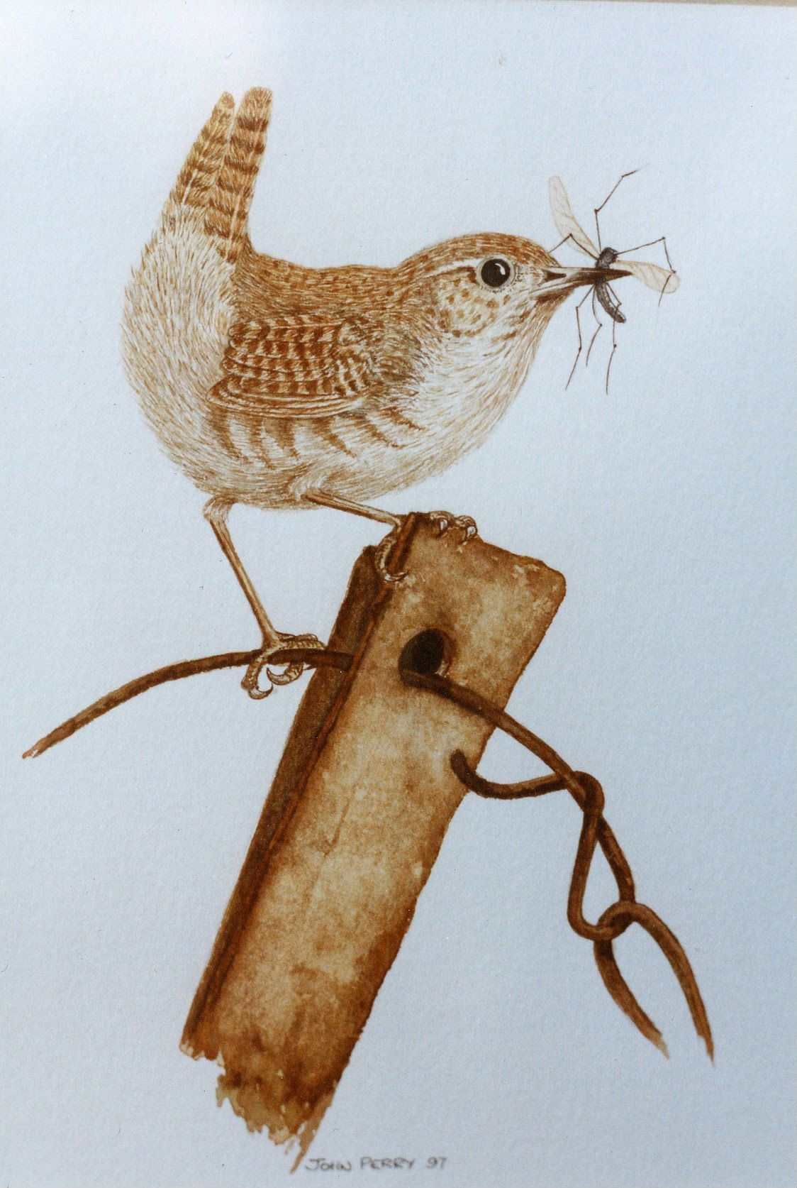 WREN