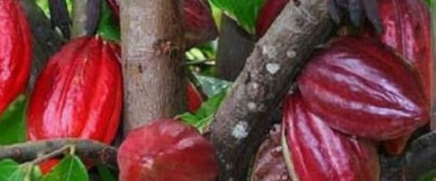 Ituri: Une baisse de production de cacao observée en territoire d'Irumu suite à l'insécurité