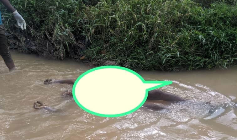 Nord-kivu : Découverte macabre d'un corps sans vie dans la rivière Kimemi en ville de Butembo