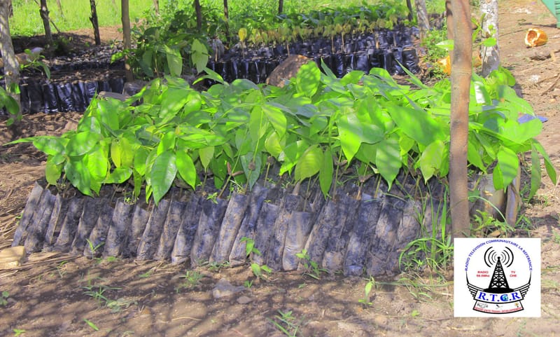 Irumu : Lutte contre le réchauffement climatique, l'institut Tuungane met à la disposition de la population plusieurs variétés des plantules d'arbres