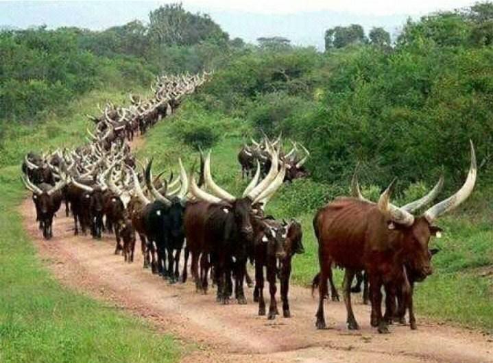 Ituri : Pas de nouvelle sur les 400 vaches emportées par des hommes armés à Irumu