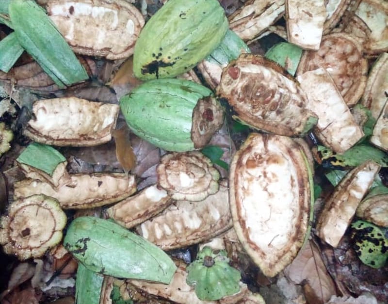 Irumu : Les bandits se livrent à la destruction des cacaos dans des champs près de Komanda