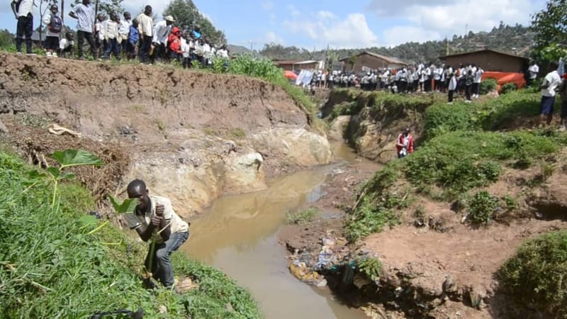 Butembo : Des bambous plantés pour lutter contre les érosions à Mutsanga