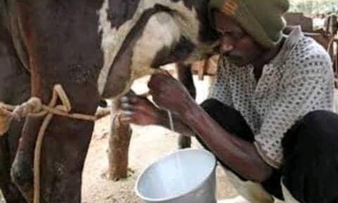 Irumu/sécurité alimentaire:  La carence du lait de vache observée à Komanda