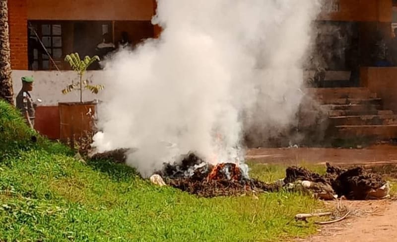 Ituri: 7 sacs de drogues ont été incinéré à Mambasa