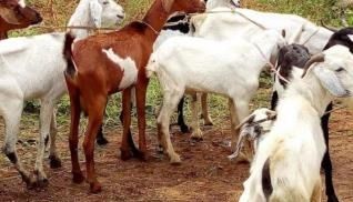 Ituri : Des chèvres  ravagées par une épidémie d'origine inconnue à Djugu