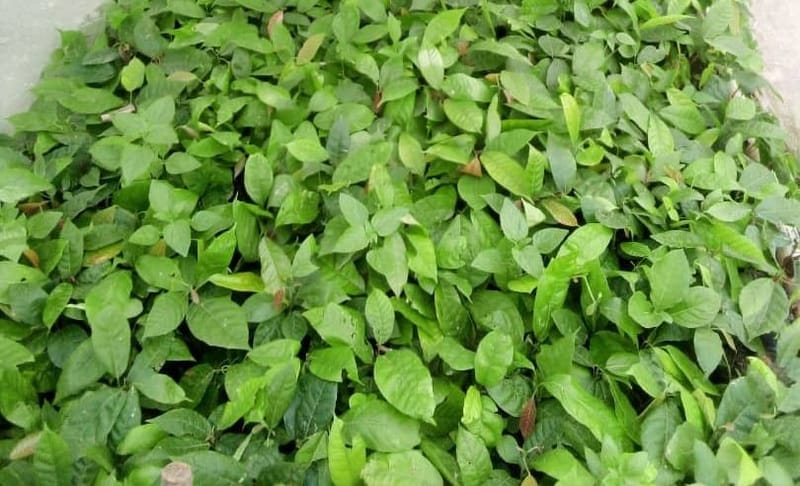 Irumu : Plus de 200 tiges des plantules de cacao volées par des inconnus au village Bavesa