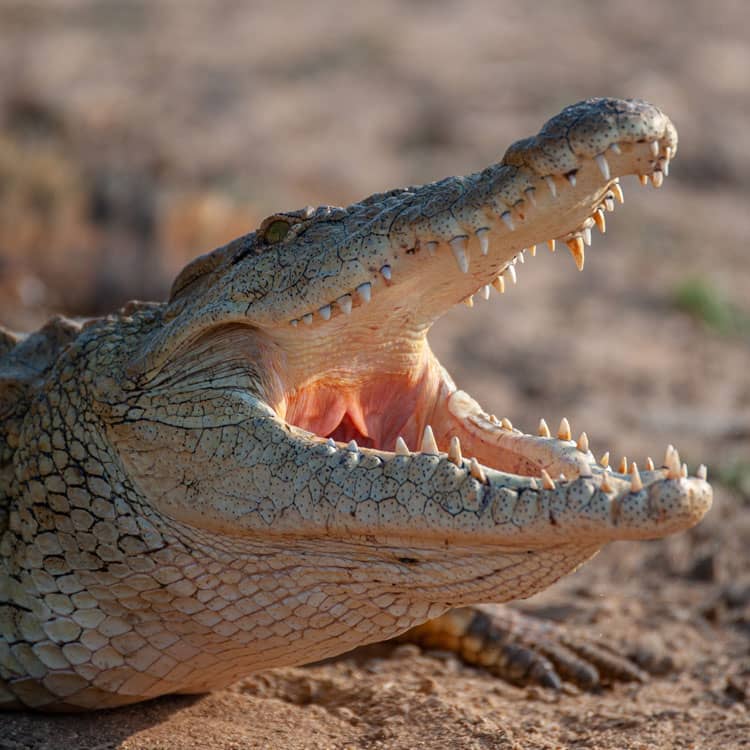Lac Eduard : Un pêcheur happé par le crocodile à Kyavinyonge