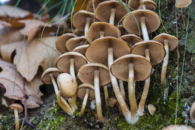 Nord-Kivu : 1 mort et plusieurs malades suite à la consommation des champignons à Lubero