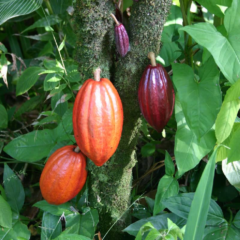 Nord-Kivu : Une machine servant à cueillir le cacao conçue par un étudiant de l'ISTA Butembo