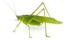 Ituri : La Convention pour le Respect des Droits Humains appelle à la vigilance face aux risques liés au ramassage nocturne des sauterelles