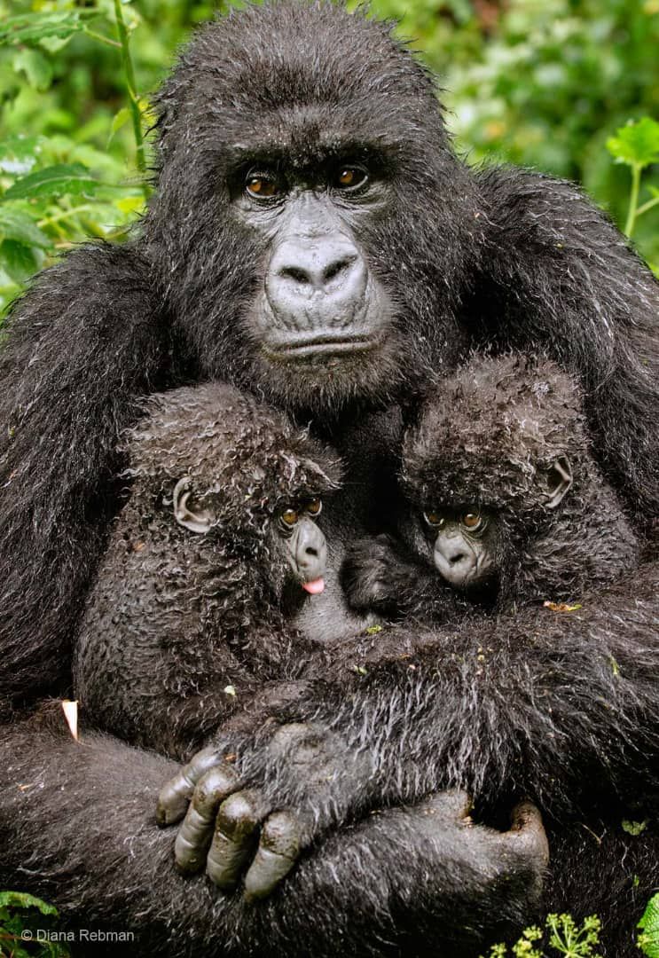 Est RDC : Nouvelle naissance des gorilles jumeaux signalée dans le Virunga