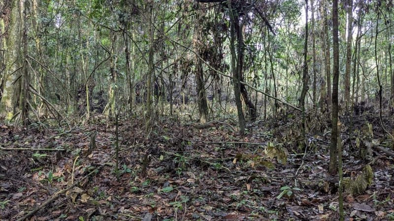 Ituri : Kidnappings, tortures et intimidations signalés à Kalakala-Bombwa