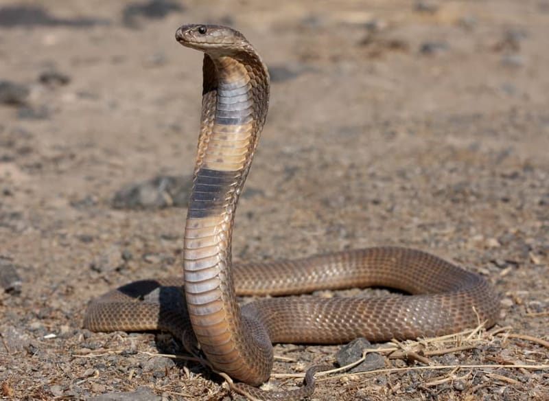 Ituri : Un agriculteur péri par morsure d'un serpent venimeux à Mambasa, voici les circonstances