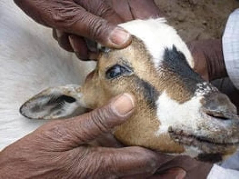 Nord-Kivu/Santé animale : La peste des petits ruminants fait rage à Butembo