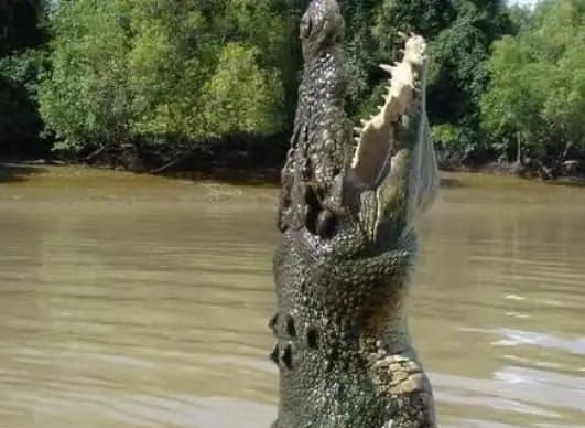 Nord-Kivu/Rivière Semuliki : La présence d'un crocodile féroce à la base des travaux champêtres