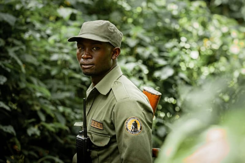 Nord-Kivu/Parc national des Virunga : Une attaque repoussée par des écogardes de l'ICCN ce jeudi