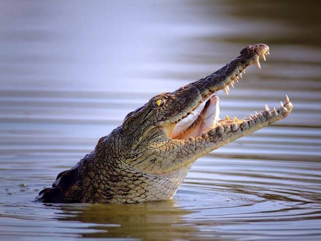 Nord-Kivu/Lac Édouard : Un civil happé par un crocodile à Kyavinyonge, voici les circonstances