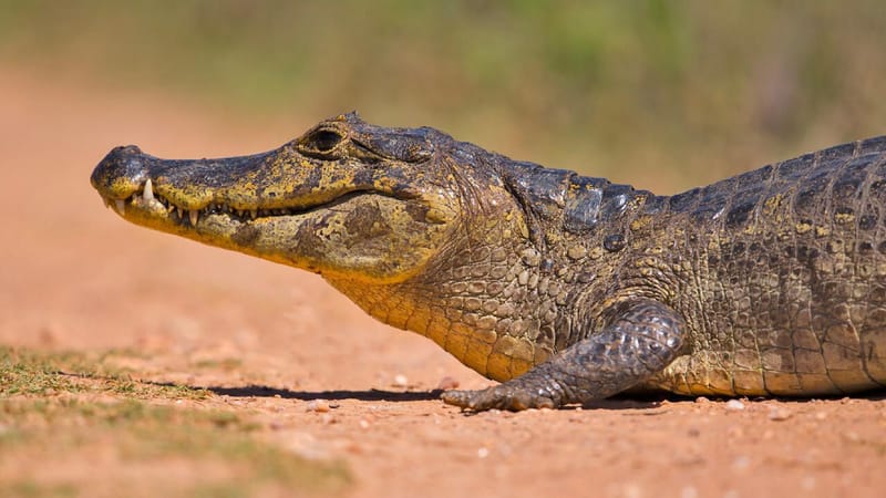 Nord-Kivu/Lac Edouard : Un autre pêcheur attaqué par un crocodile à Vitshumbi