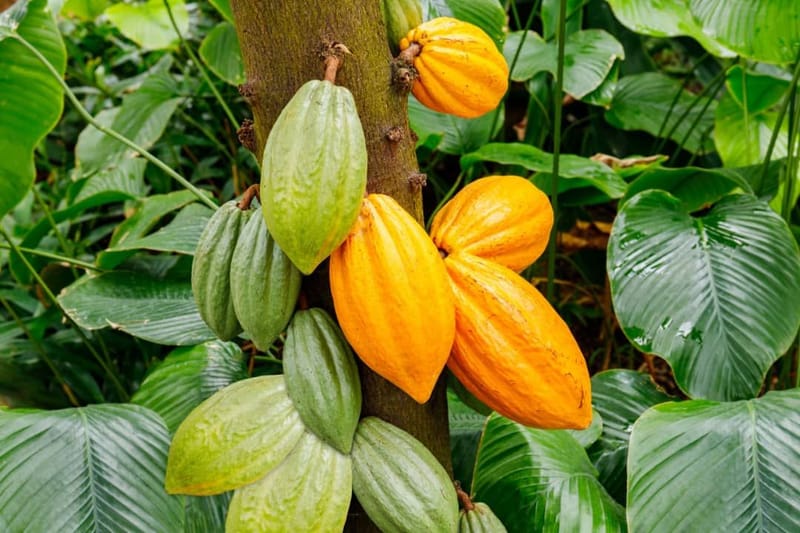 Irumu : L'insécurité affecte la production des cacaos à walesse vonkutu