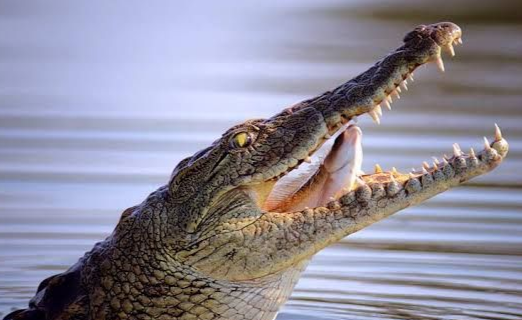 Nord-Kivu/Lac Eduard: Encore un pêcheur clandestin tué par un crocodile