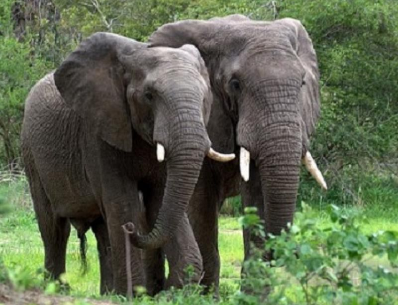 Nord-Kivu/Rutshuru : Mais, manioc, arachides : Les éléphants n'ont rien épargné