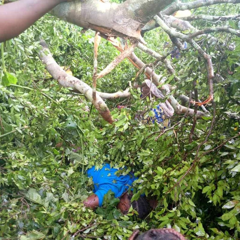 Ituri/Irumu : Un chercheur des chenilles tué par la chute d'une branche d'arbre